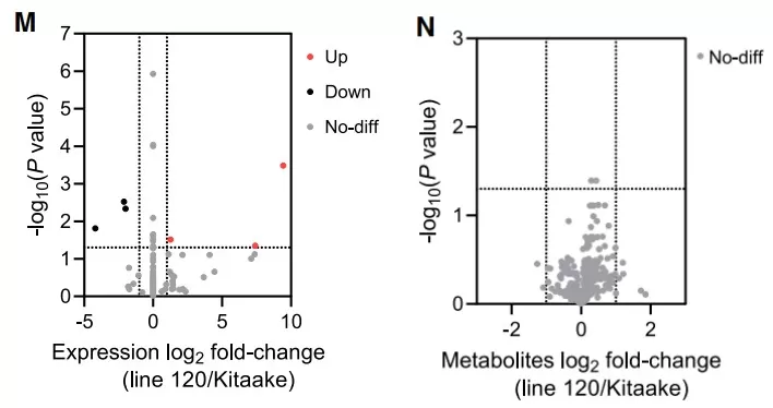 Transcriptomics (M, n = 3) and metabolomics data (N, n = 5) from 20-DPA grains revealing very few differences between line 120 and Kitaake.